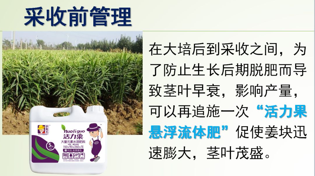 种姜怎么种产量更高,春耕进行时农村种姜