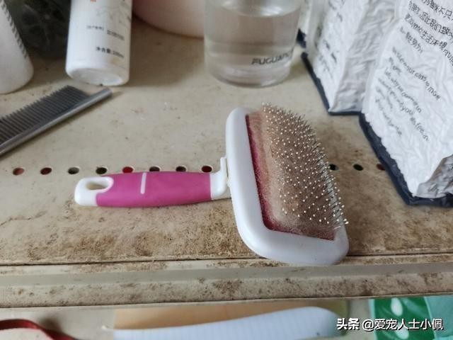 给比熊洗澡需要的东西,比熊犬能用硫磺皂洗澡吗