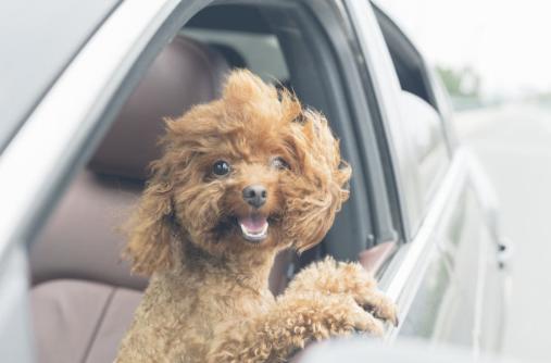 零基础怎么背英语单词,成人英语单词零基础自学