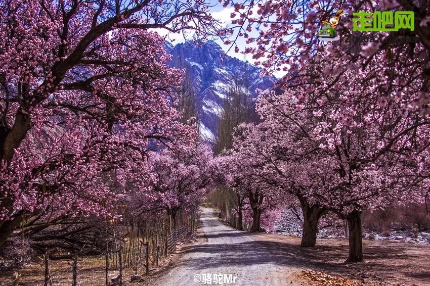 你永远不会体会到*疆新**公路的风情万种，除非你亲自自驾到那里！