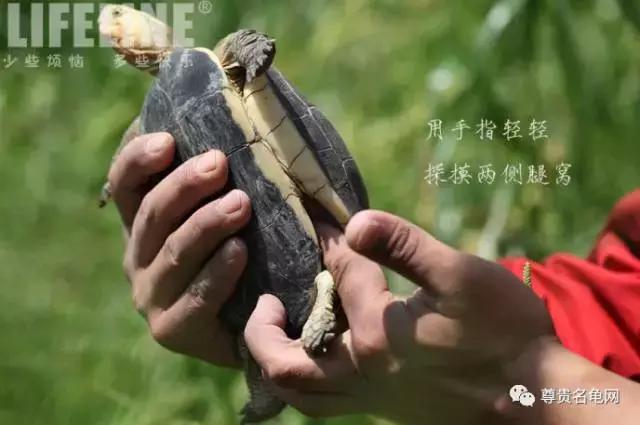 黄缘孵化过程照蛋图,黄缘闭壳龟摸蛋技巧