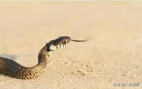 古人说的打蛇打七寸是直的吗,古人说蛇打七寸