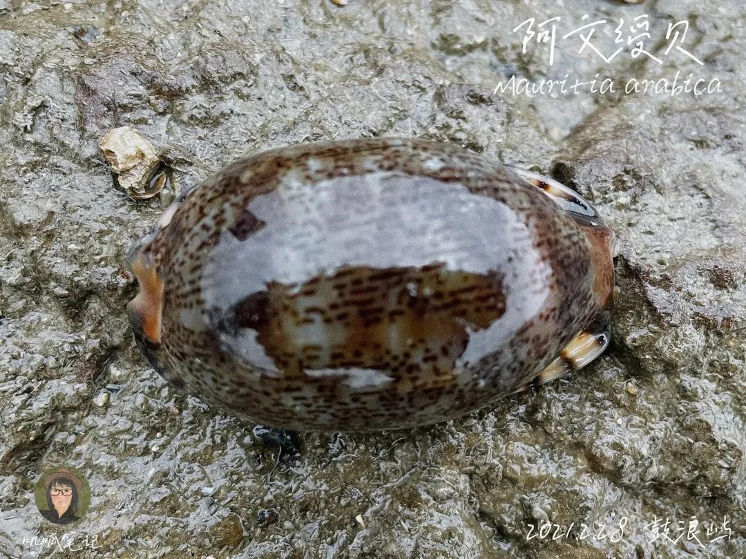 鼓浪屿赶海抓虫,鼓浪屿赶海佛手螺
