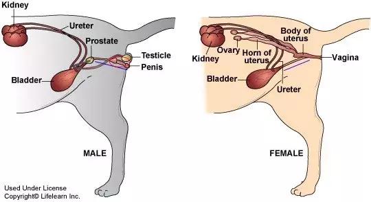 怎么预防猫咪尿道阻塞,猫咪尿道阻塞位置