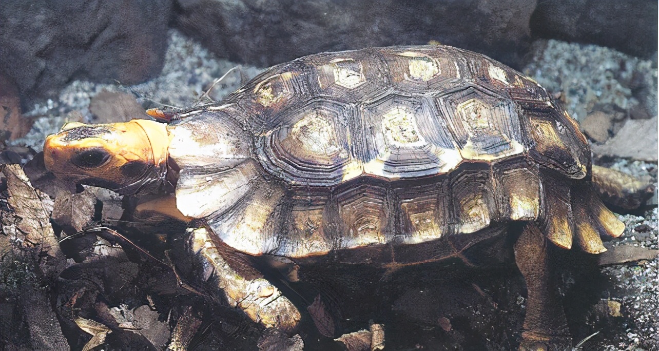 龟类大百科,大眼睛龟类