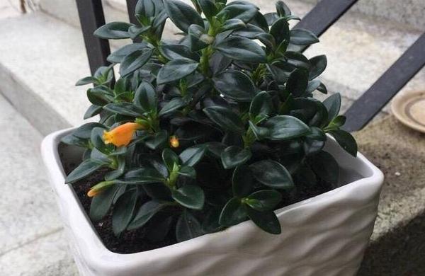 金鱼吊兰怎么养才长得粗壮,水培金鱼吊兰为啥光长叶子不开花