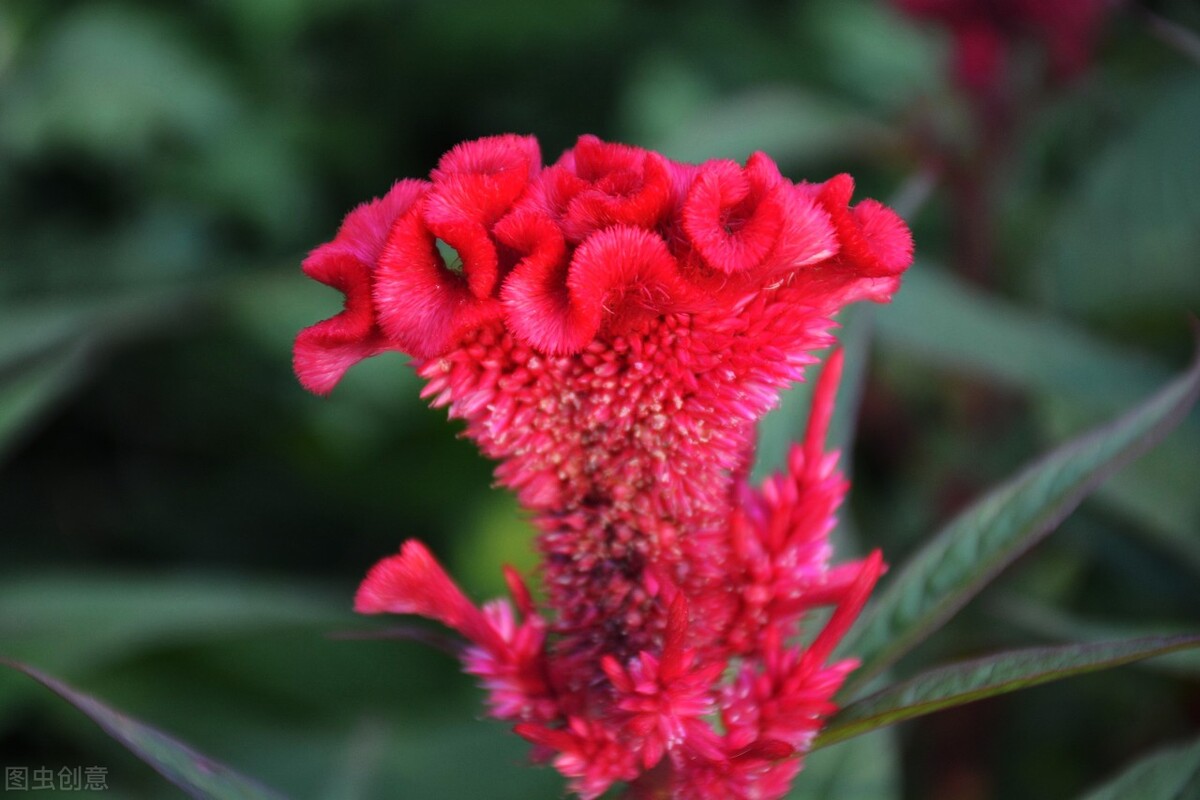 郁郁葱葱的多肉植物,适合阳光足的一年四季开花的植物