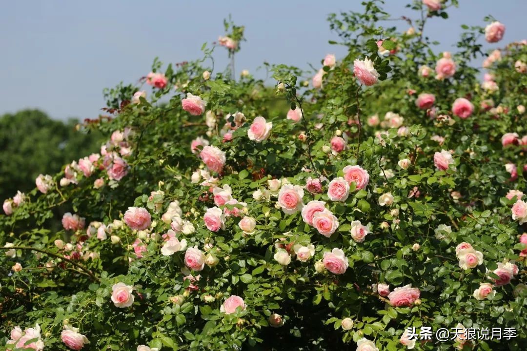4月最浪漫的一次花开，是171个低价月季小苗带来的巅峰时刻！