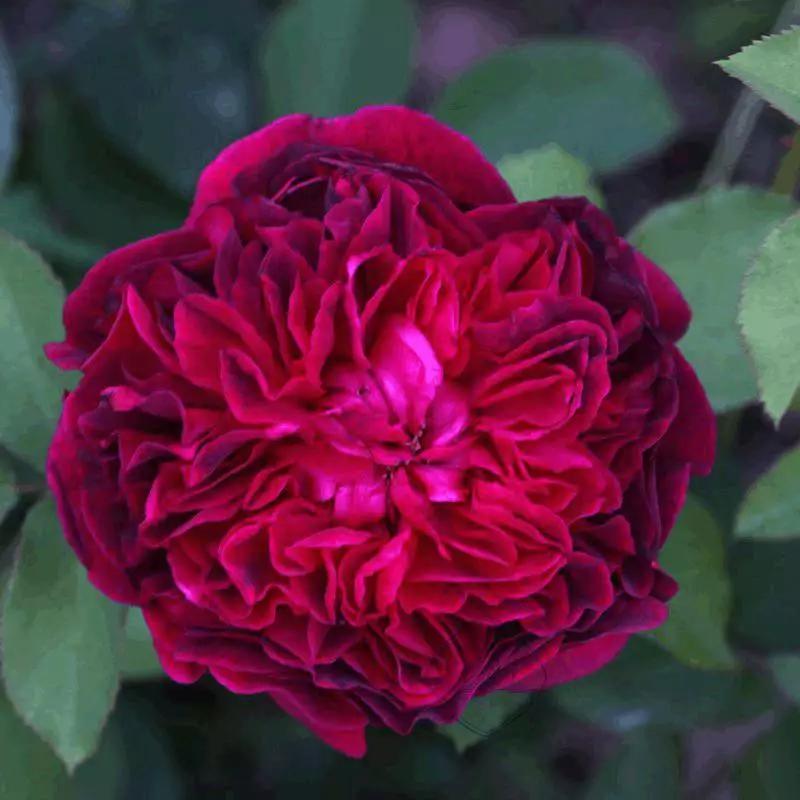 每天学习一点点各种花代表的花语,每天学习一朵花知识