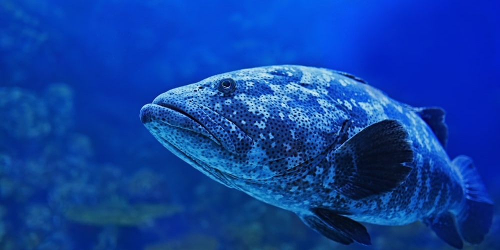 linux查看ip地址的几种方法,linux查看ip地址的方法及步骤