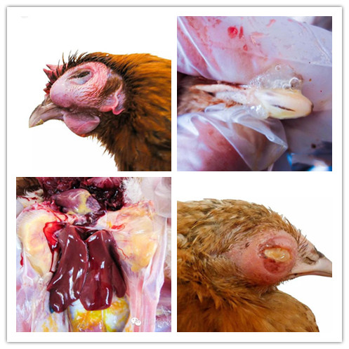 20年养殖经验，教您如何3天轻松治疗鸡眼肿