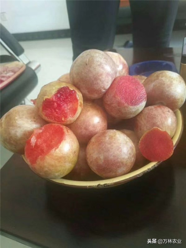 恐龙蛋李子适合哪些地方种植,美国恐龙蛋李子适合什么地方种植