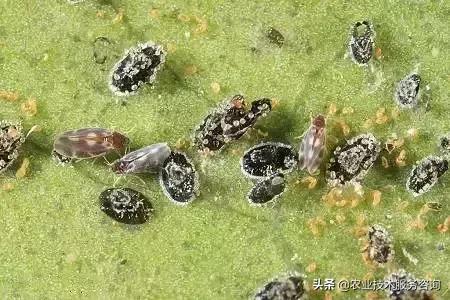 柑橘虫害高清图谱及防治方法,柑橘虫害物理消灭