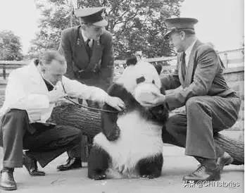 熊猫贝贝回国后的生活,和平大使熊猫