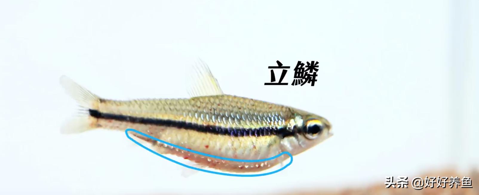 如何治疗鱼病不入坑,怎么治疗鱼病