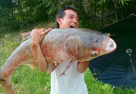 市场上鲢鳙饵料什么最好用,鲢鳙专用饵料排行