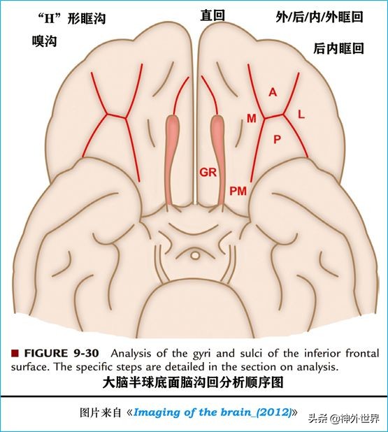 脑解剖学讲解视频全集,脑功能解剖学习