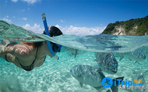 豪勋爵岛竹节虫,澳洲黄金海岸景点推荐