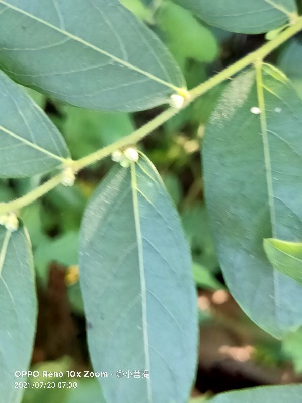 算盘子植物介绍,算盘子属于什么类型植物