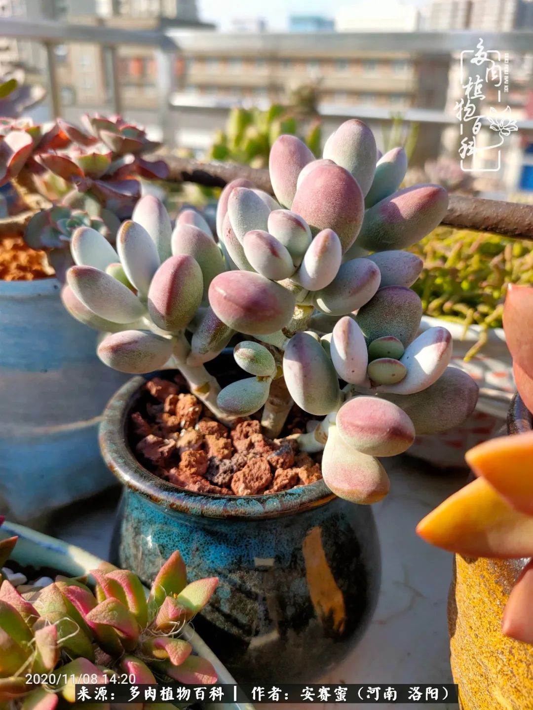 现在是多肉最美的季节,多肉最美的季节来啦