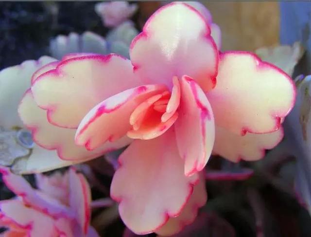 奇花异草图片,奇花异草的赞美句子