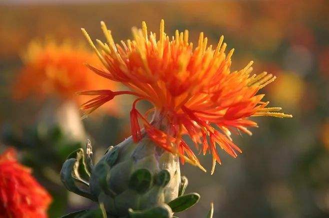 古代女子怎么用胭脂,古代美女化妆用的胭脂