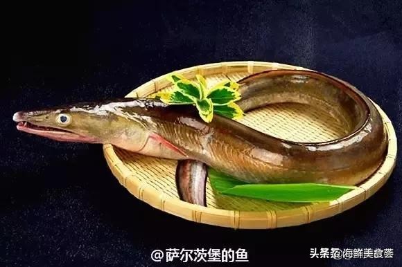 32种经典寿司做法视频,寿司常用的鱼