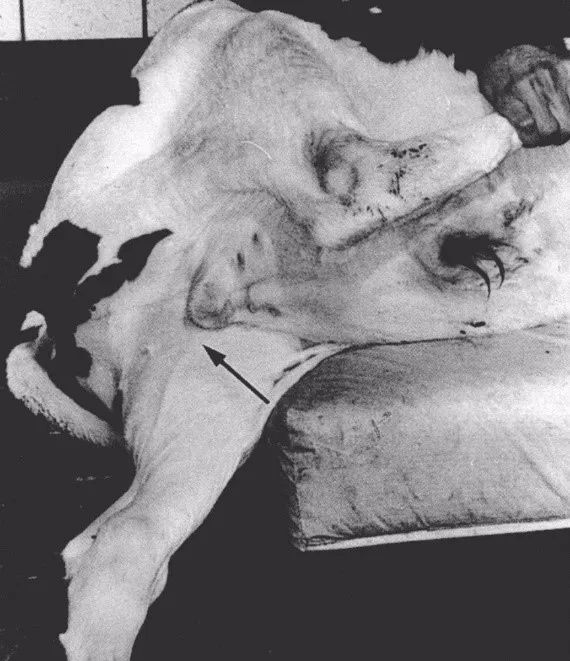 张廷青：如何应用强离子差理论诊疗防奶牛体内酸碱失衡？