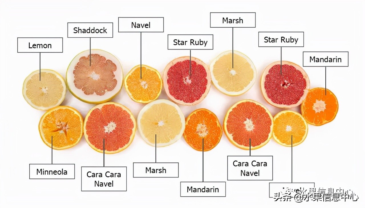 全国橙子产地在哪,中国橙子产地