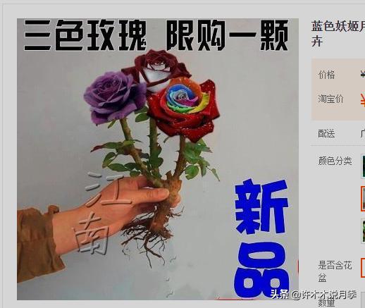 买月季还被骗？教你远离月季网购陷阱，辨别真伪拒绝蔷薇小白花
