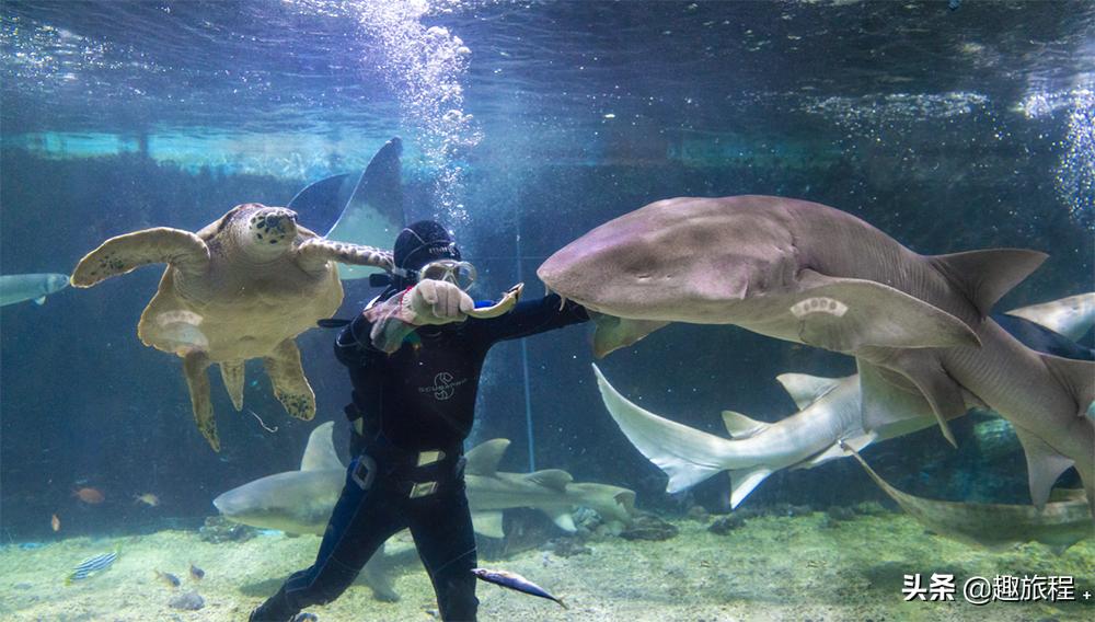 开年特惠仅需89.9元，畅游小梅沙海洋世界门票，,快抢啊!