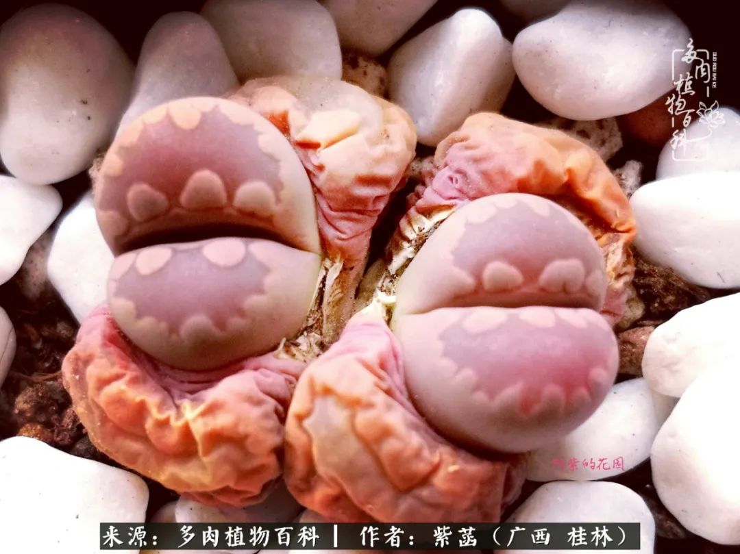 如何在夏天买的多肉度夏,多肉度夏好帮手