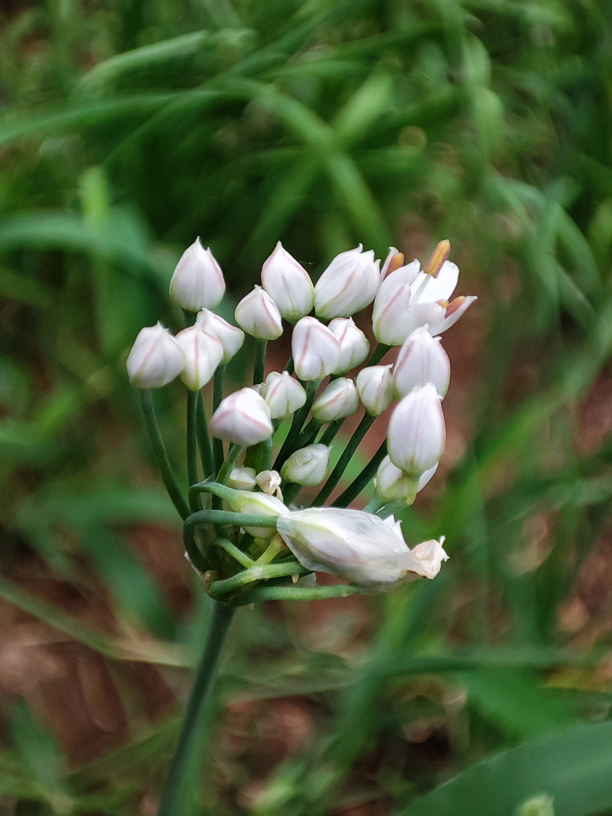 一字之差的药有哪些,一字之差怎么用药