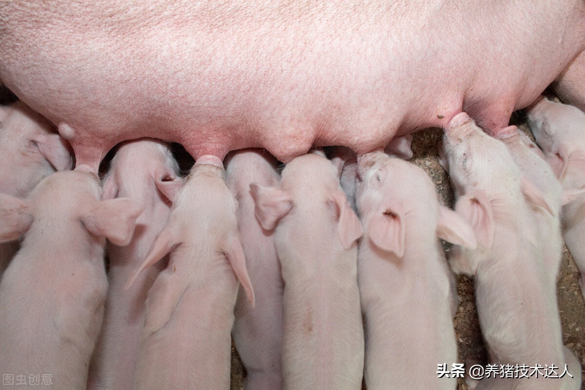 母猪子宫发炎怎么办？母猪子宫发炎能配种吗？