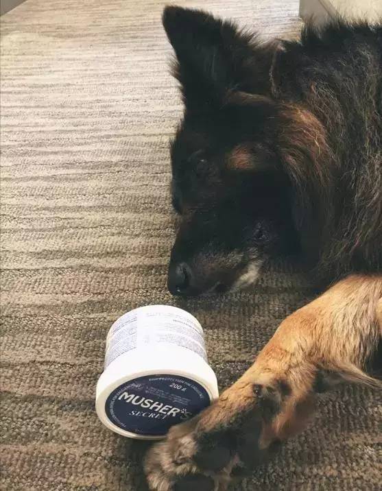 狗狗发出的求救信号,狗狗向主人求救的8个信号