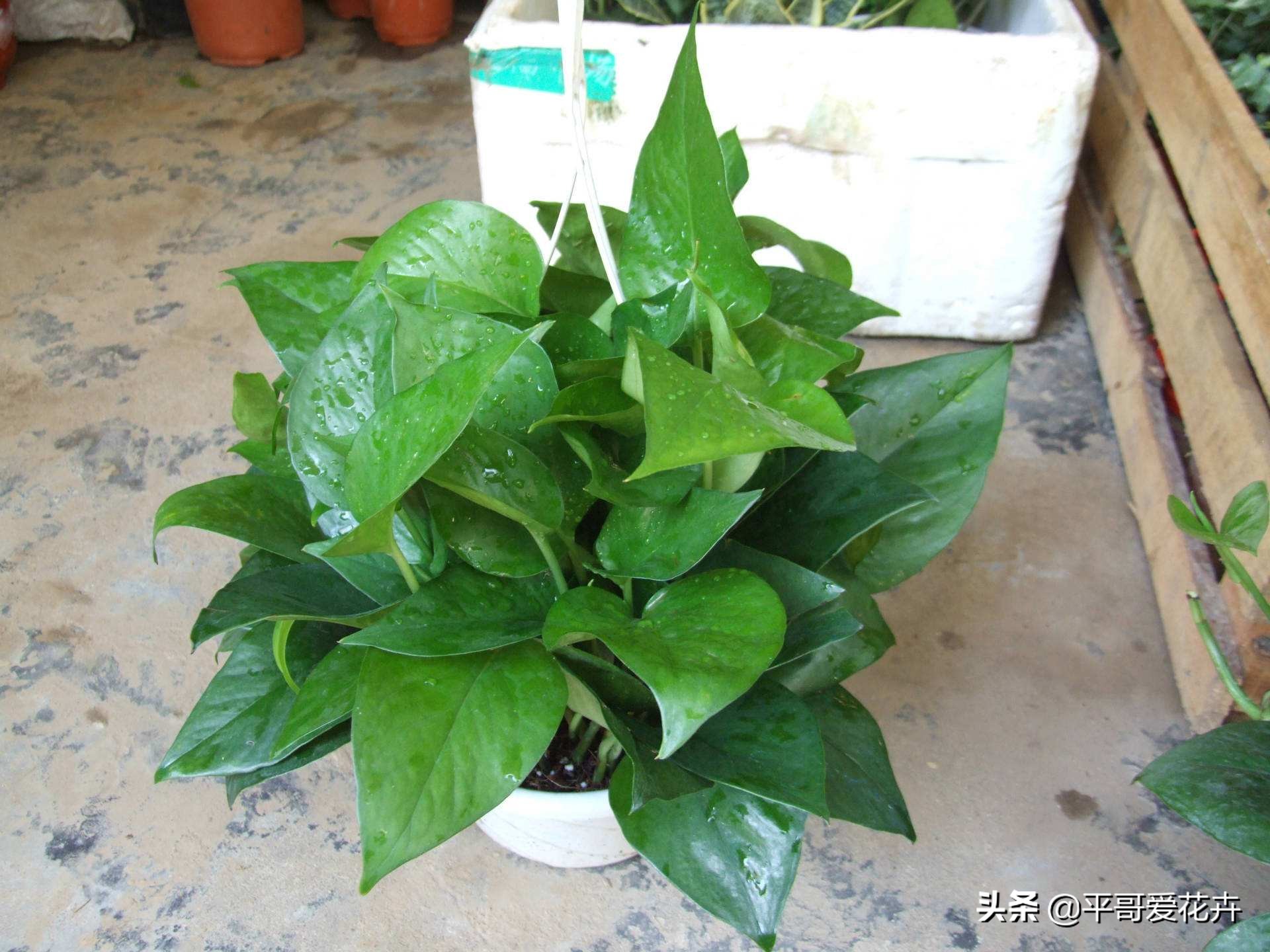 绿萝这样浇水不黄叶不烂根,绿萝怎么养才不会黄叶使叶绿肥厚