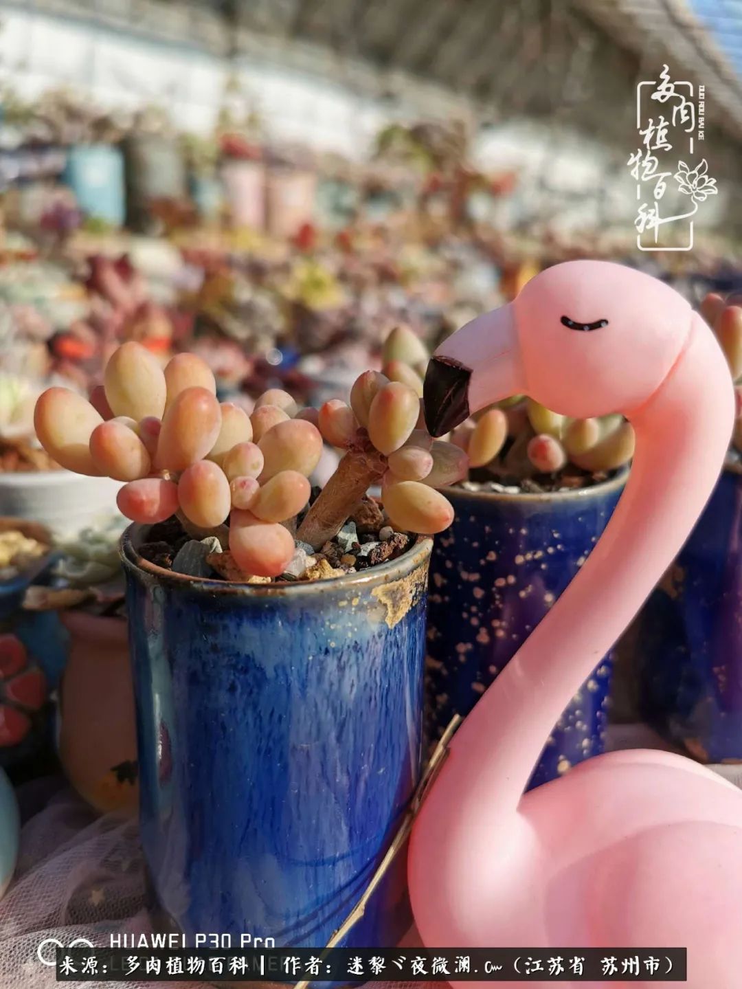 围观多肉版武林大会，一起穿越吧,下