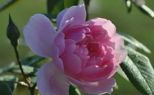 每天学习一点点——100种玫瑰品种科普