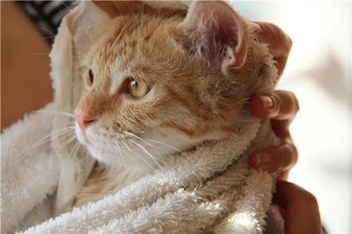 喵星人眼睛肿了,猫咪怎么得眼疾