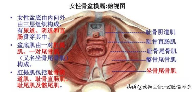 骨盆底肌不得不知的秘密（一）