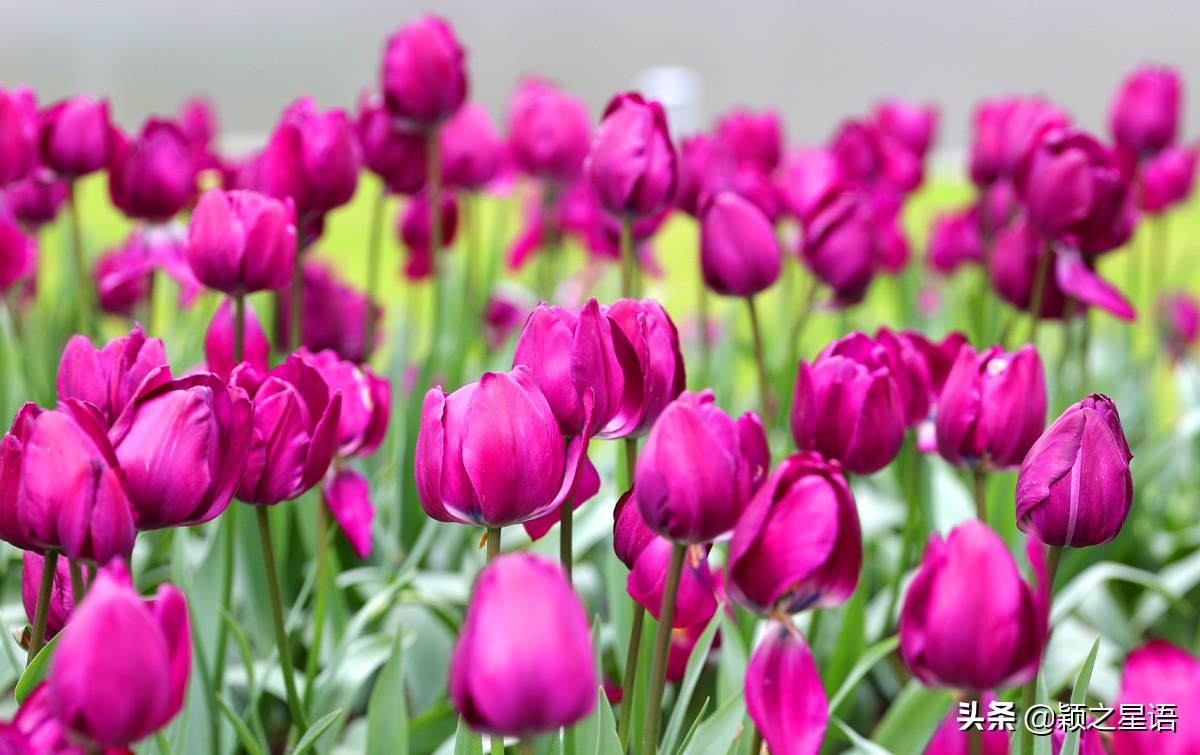 宁波最大的郁金香基地,宁波郁金香在什么地方