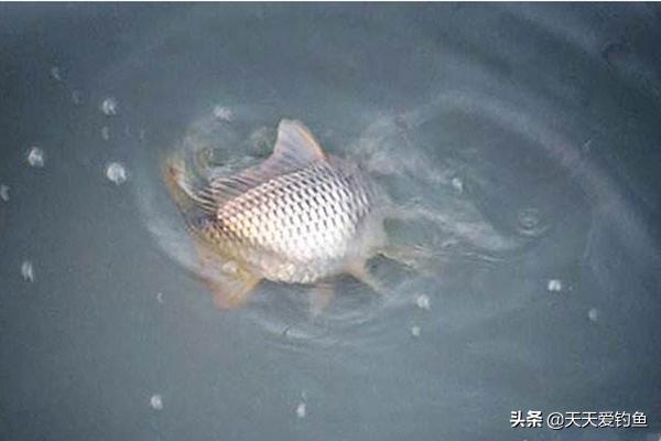 刮风天钓鱼啥风向最好钓,昨天刮风今天钓鱼好钓吗