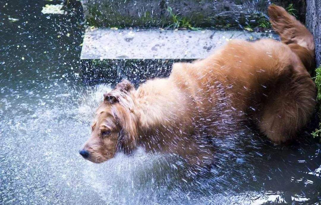 狗狗洗澡不用沐浴露怎么有效洗澡,清洗宠物狗需要几个步骤