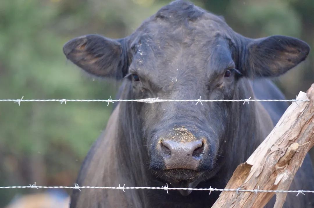 淘汰母牛参考标准,繁育母牛的利用年限