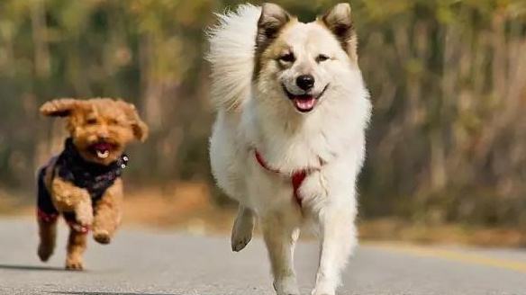 狗狗不听话该用什么方法让他听话,狗狗老是不听话叫不回来怎么办