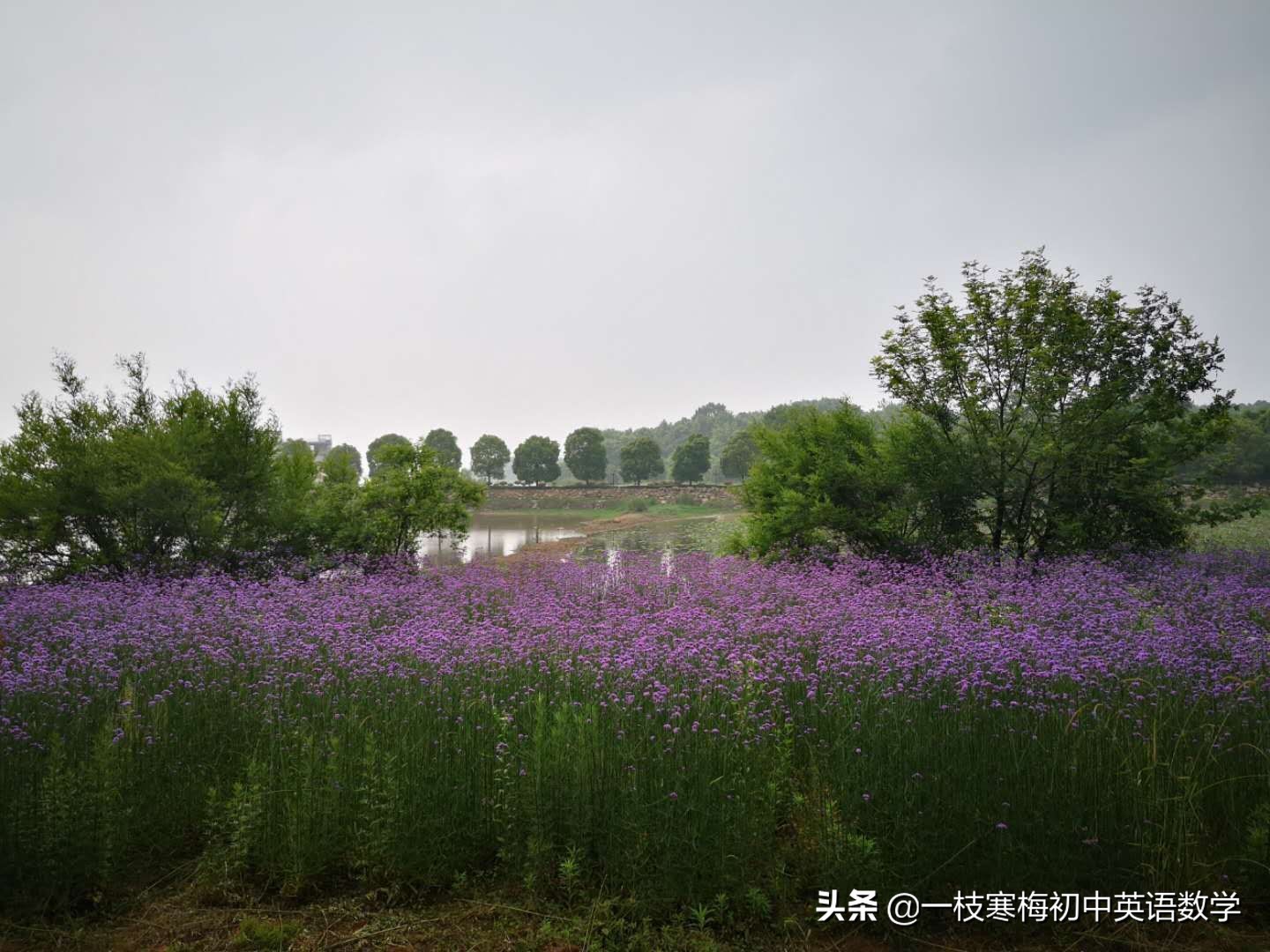 初中英语语法定语从句2,初中英语宾语从句的讲解视频