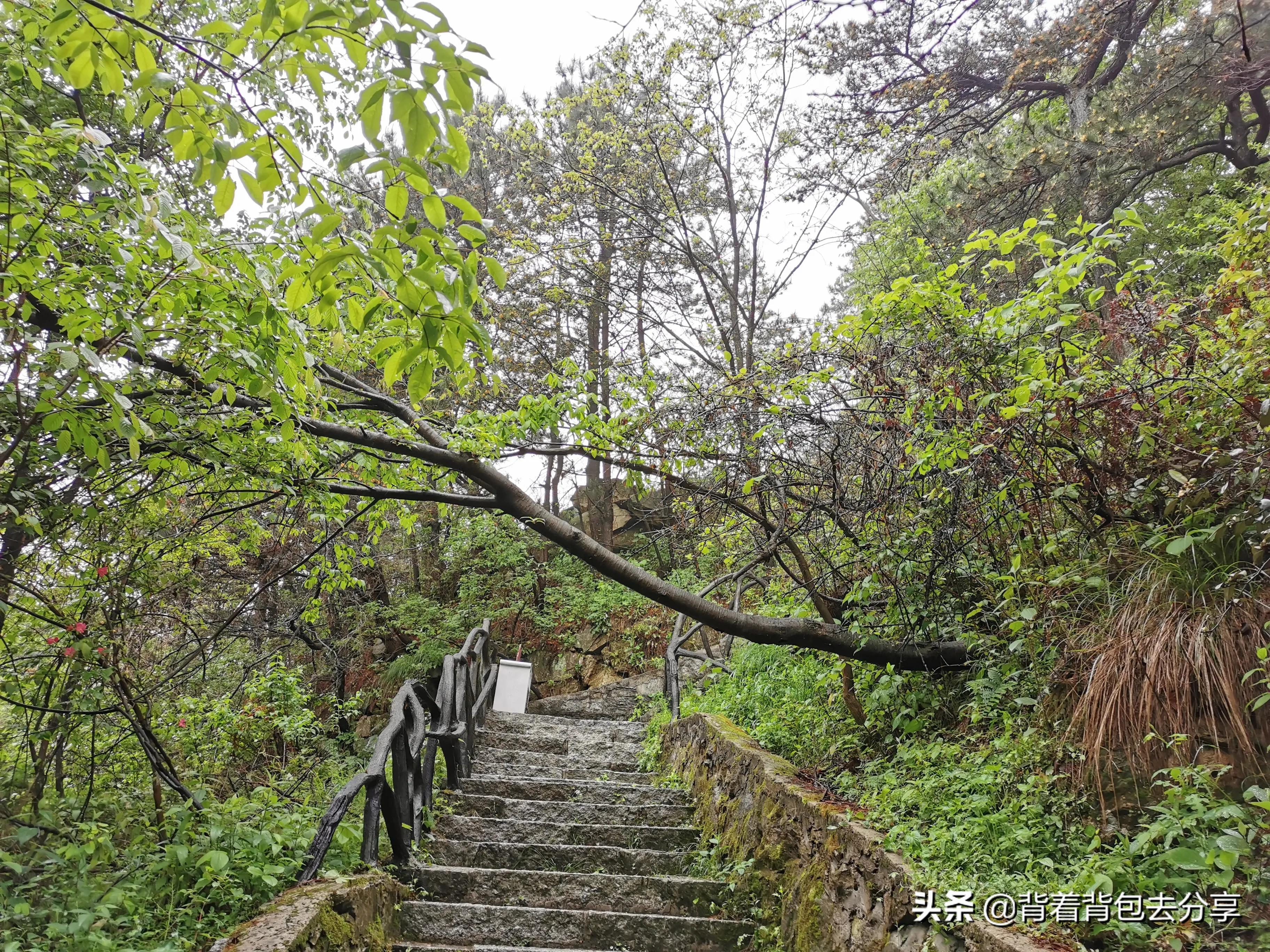 麻城龟峰山古杜鹃,面积最大的杜鹃花景区