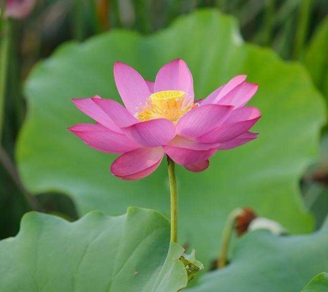 水芙蓉开花图片欣赏,芙蓉花四季开花的样子