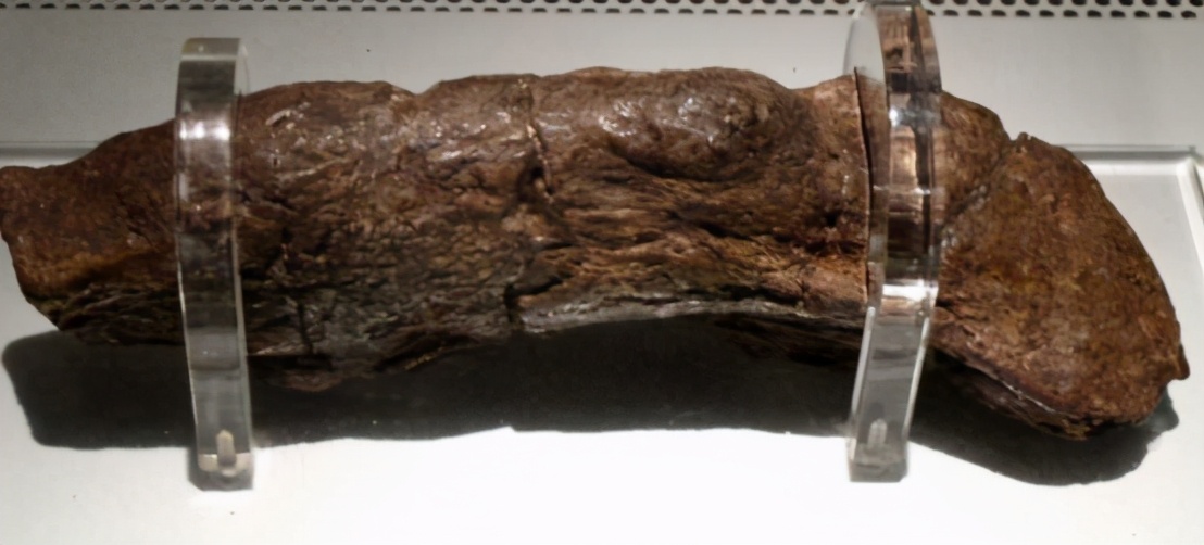 最大人类粪便化石,世界上最大的粪便化石