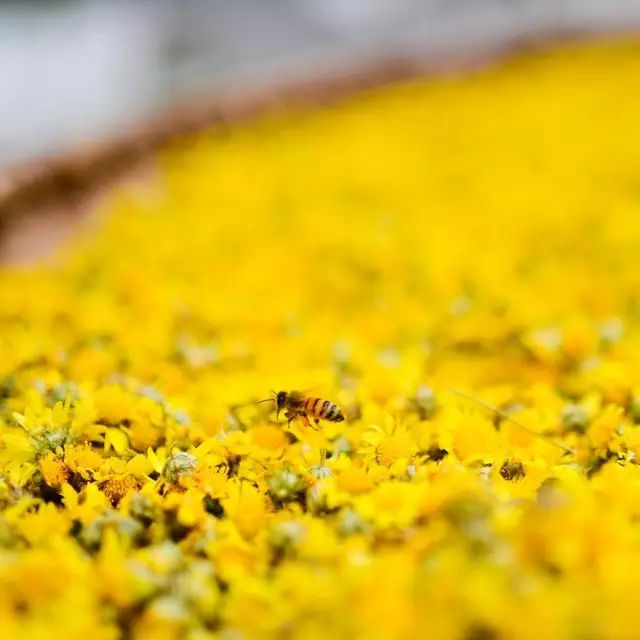 小林｜常恐秋风早，飘零君不知